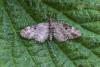Eupithecia tantillaria
